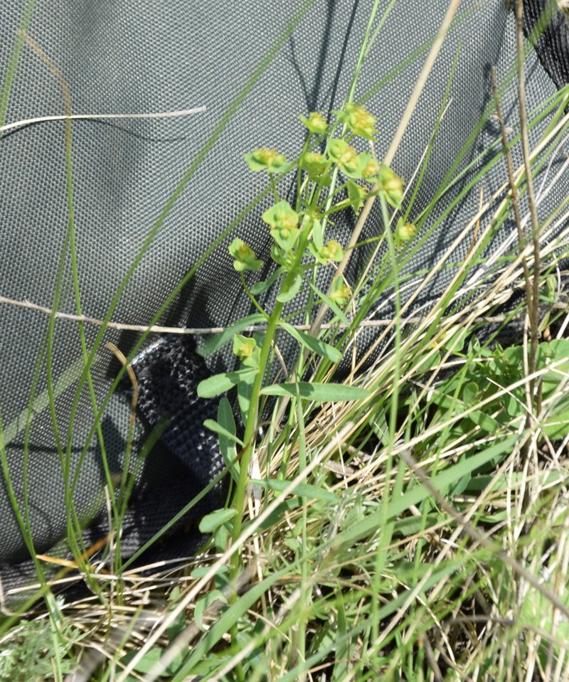 Euphorbia rossica photo 4