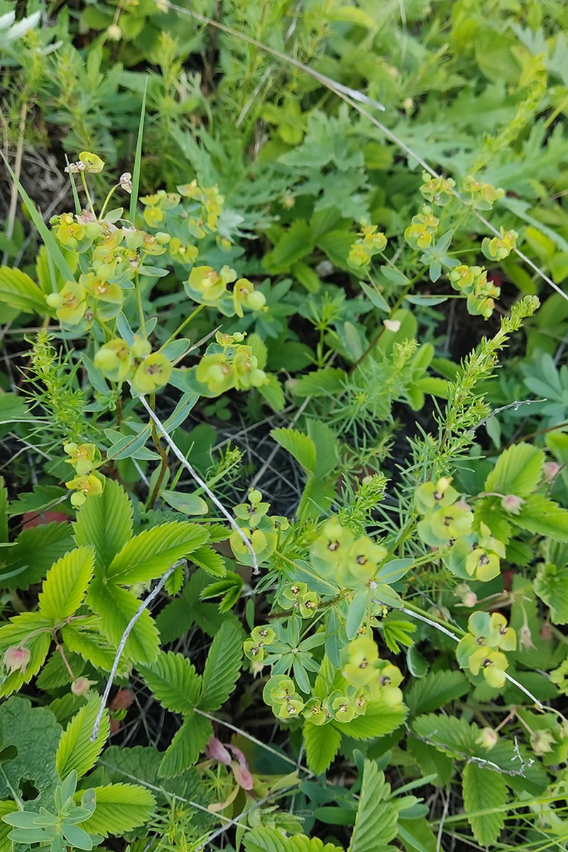 Euphorbia rossica photo 5