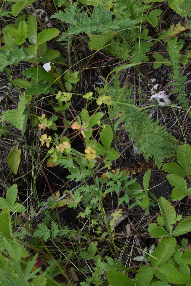 Euphorbia rossica photo 6