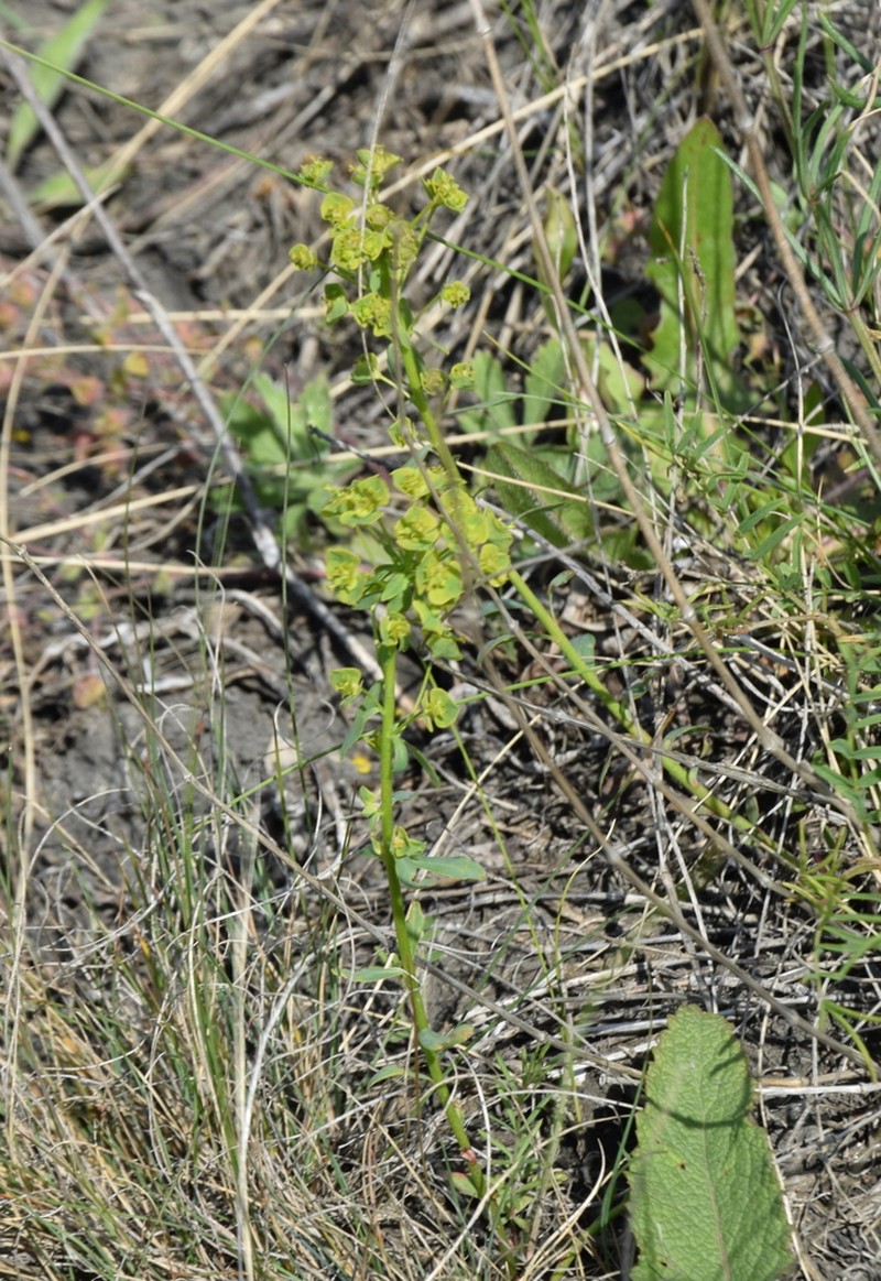 Euphorbia rossica photo 7