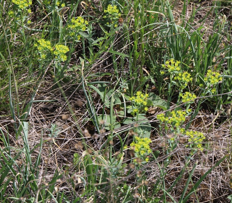 Euphorbia rossica photo 8