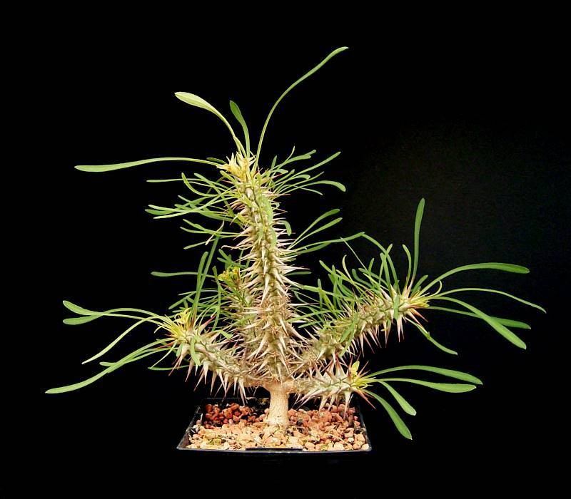 Euphorbia rossii
