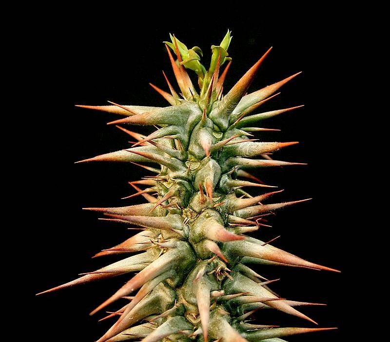 Euphorbia rossii photo 4