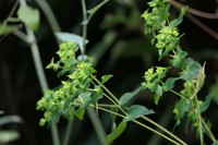 Euphorbia rothiana