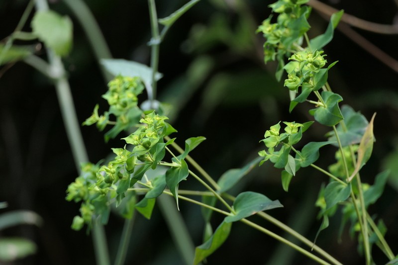 Euphorbia rothiana
