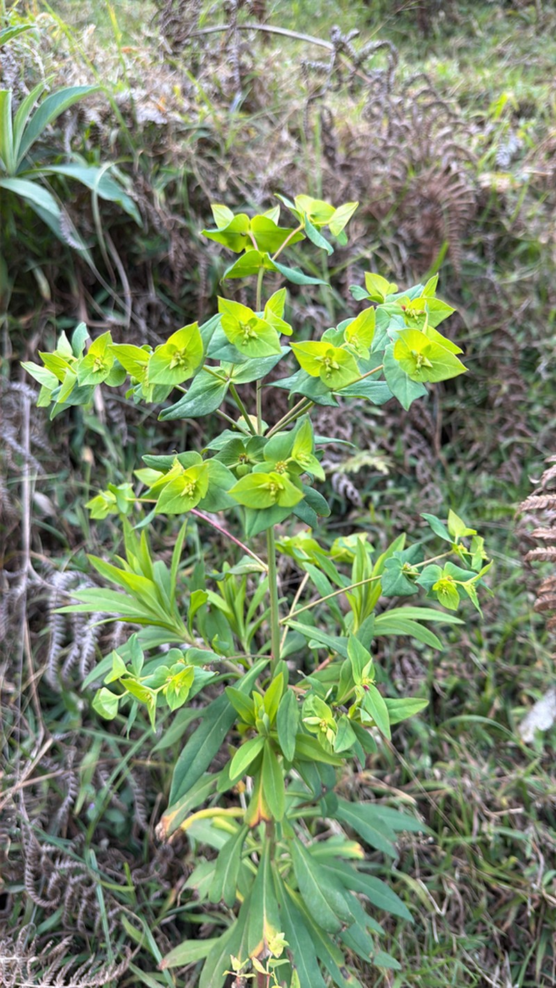 Euphorbia rothiana photo 2