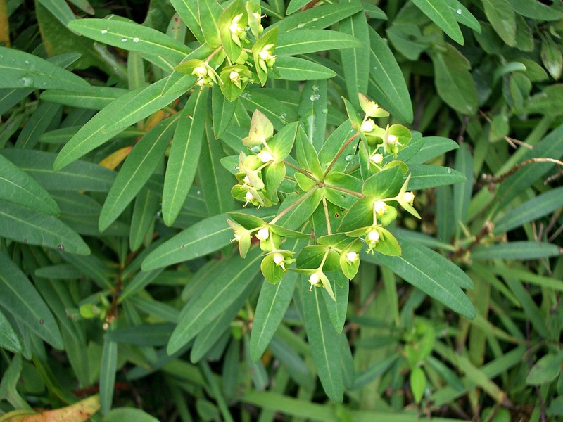 Euphorbia rothiana photo 3