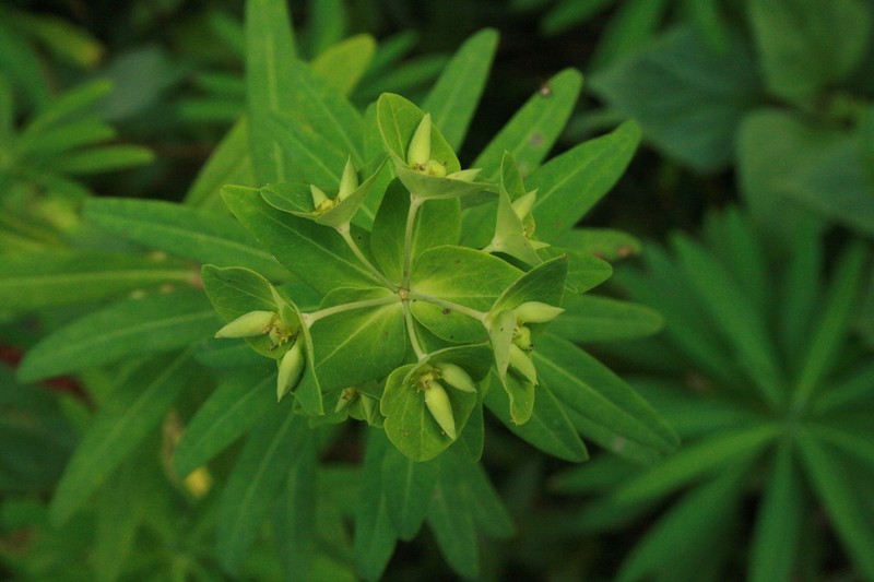 Euphorbia rothiana photo 4