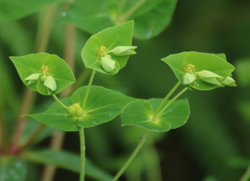 Euphorbia rothiana photo 5