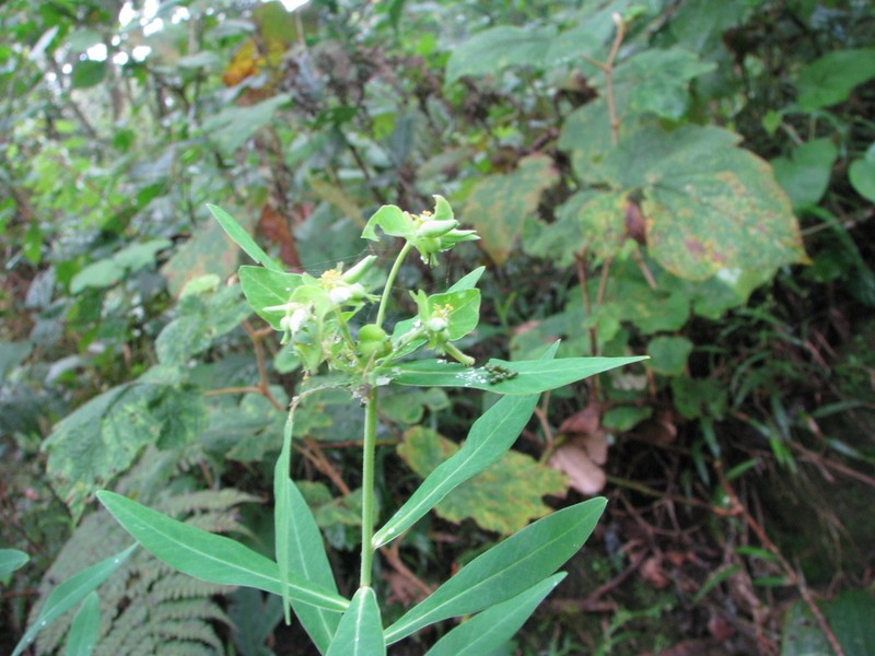 Euphorbia rothiana photo 6