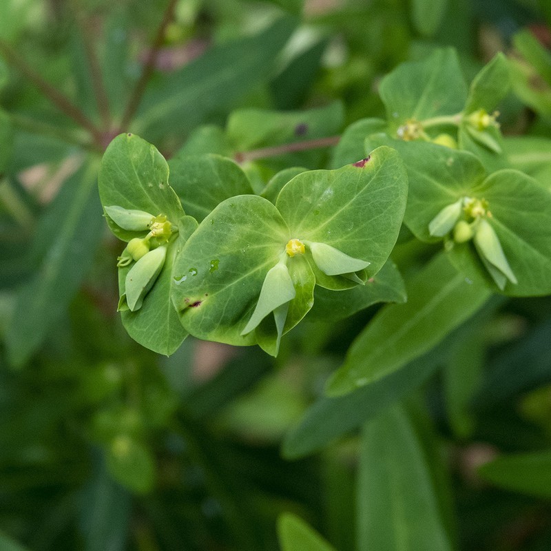 Euphorbia rothiana photo 7