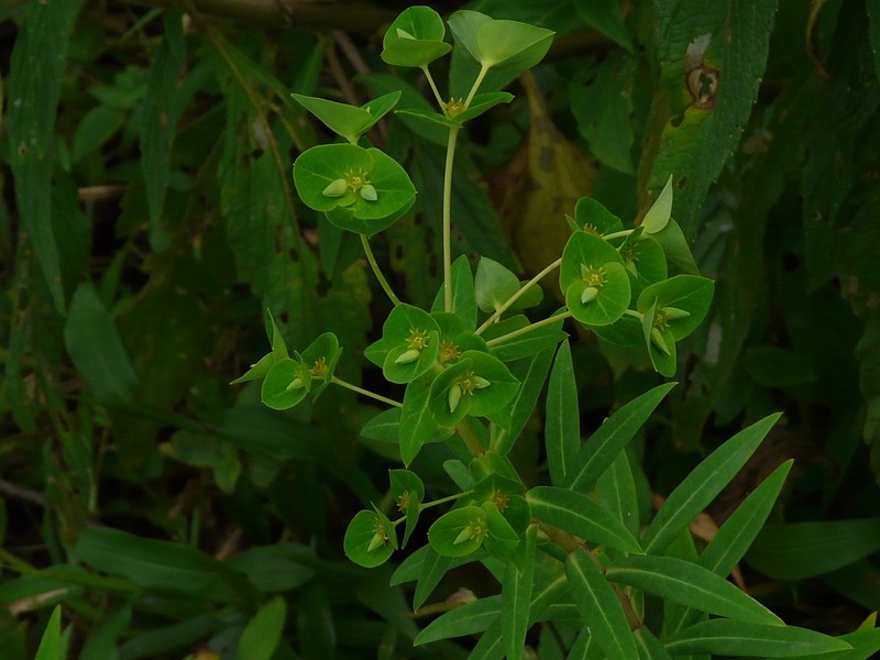 Euphorbia rothiana photo 8