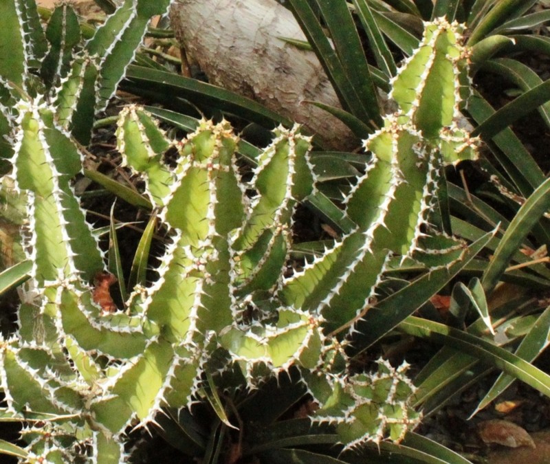 Euphorbia rowlandii