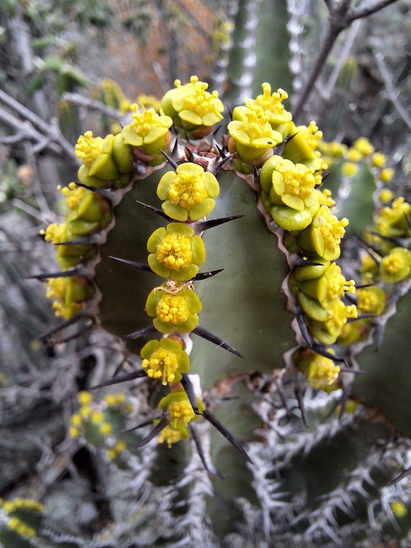 Euphorbia rowlandii photo 2