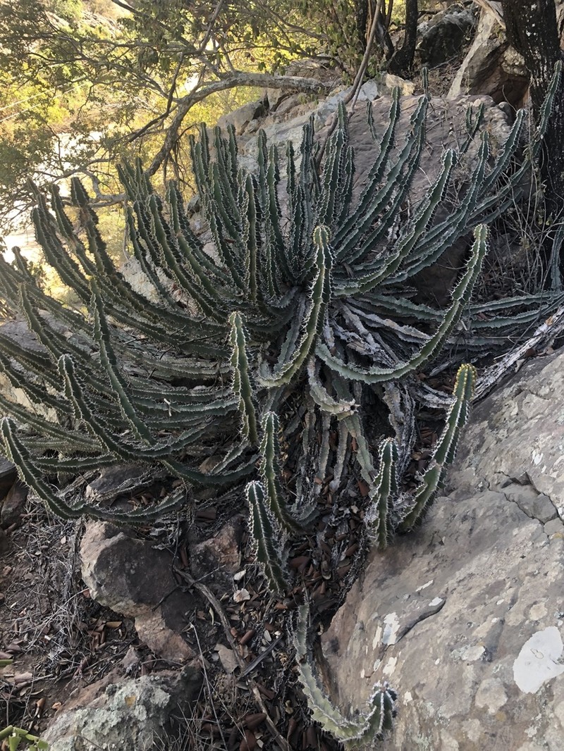 Euphorbia rowlandii photo 3