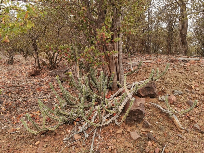Euphorbia rowlandii photo 4