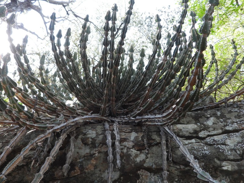Euphorbia rowlandii photo 5