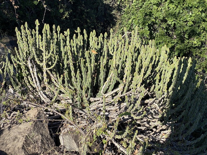 Euphorbia rowlandii photo 6