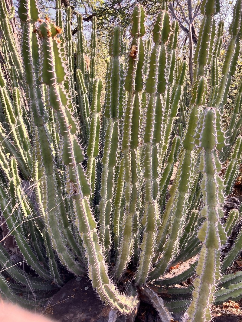 Euphorbia rowlandii photo 7