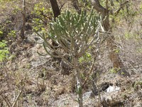 Euphorbia royleana