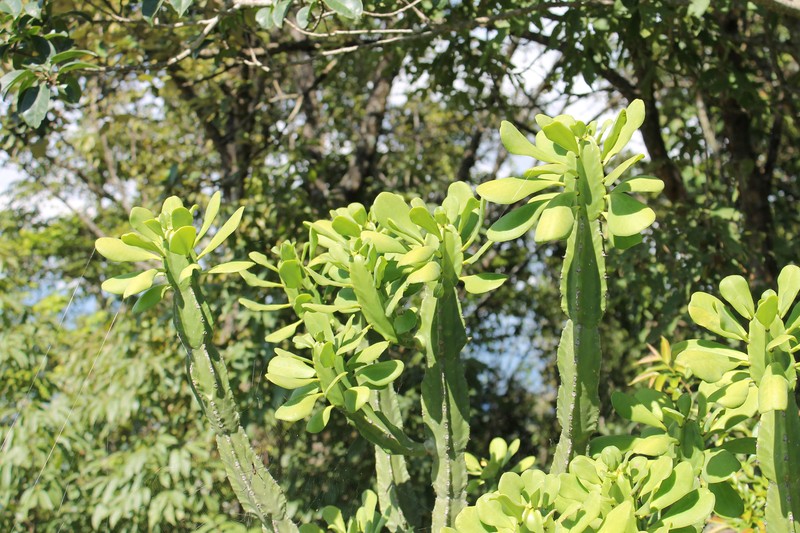 Euphorbia royleana photo 2