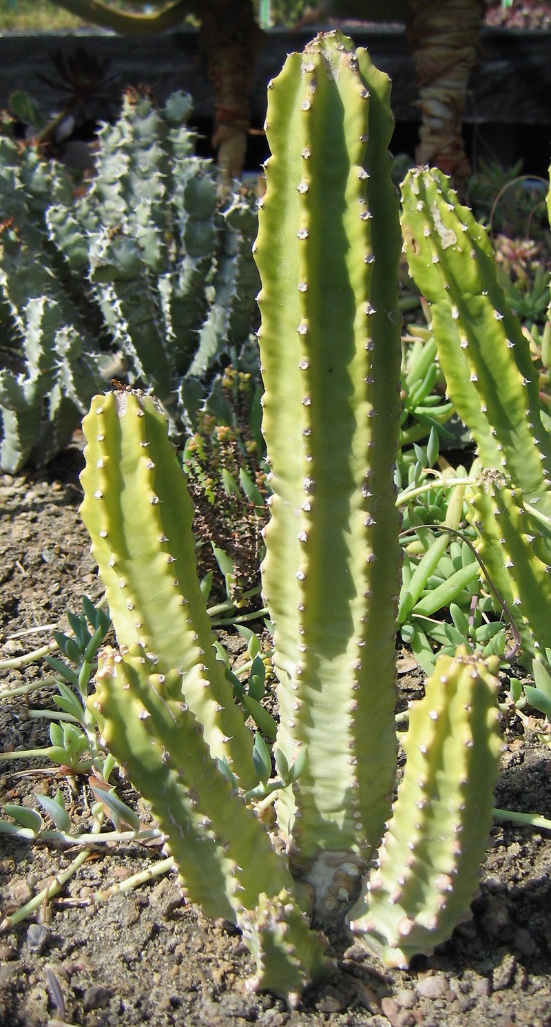 Euphorbia royleana photo 3