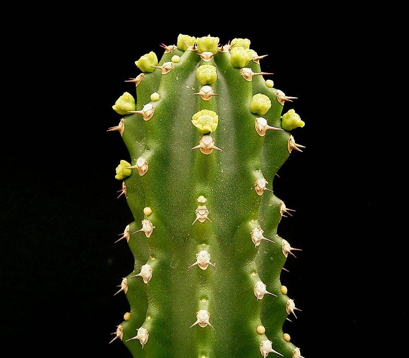 Euphorbia royleana photo 4