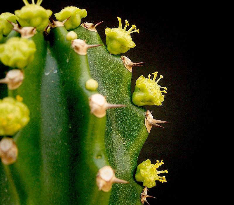 Euphorbia royleana photo 5
