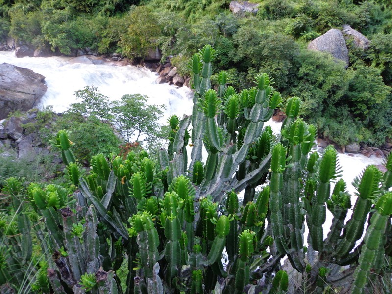 Euphorbia royleana photo 6