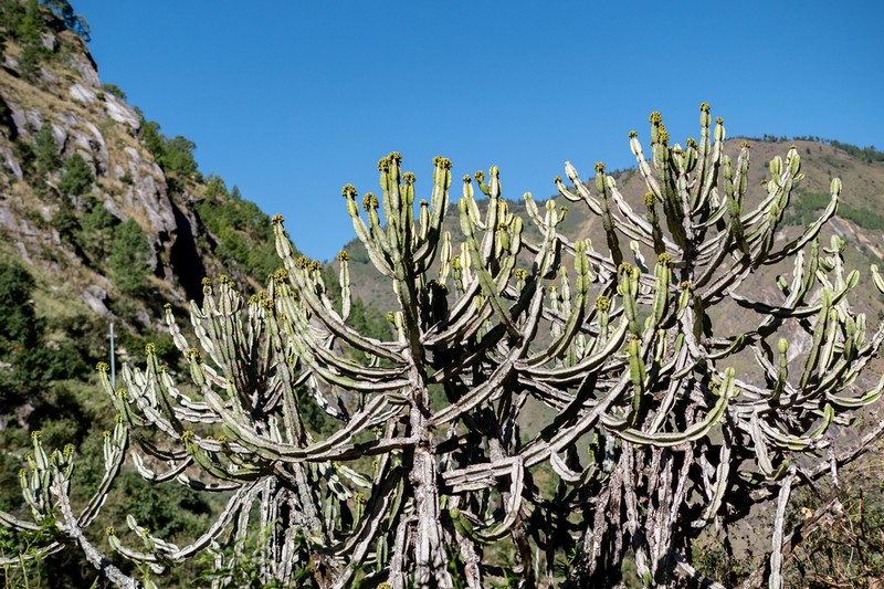 Euphorbia royleana photo 7