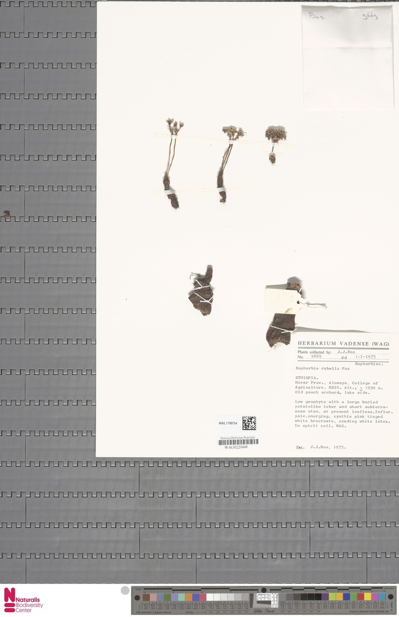 Euphorbia rubella photo 2