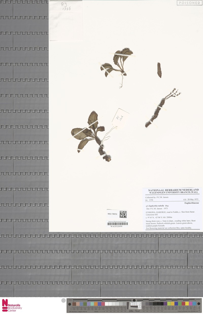 Euphorbia rubella photo 4
