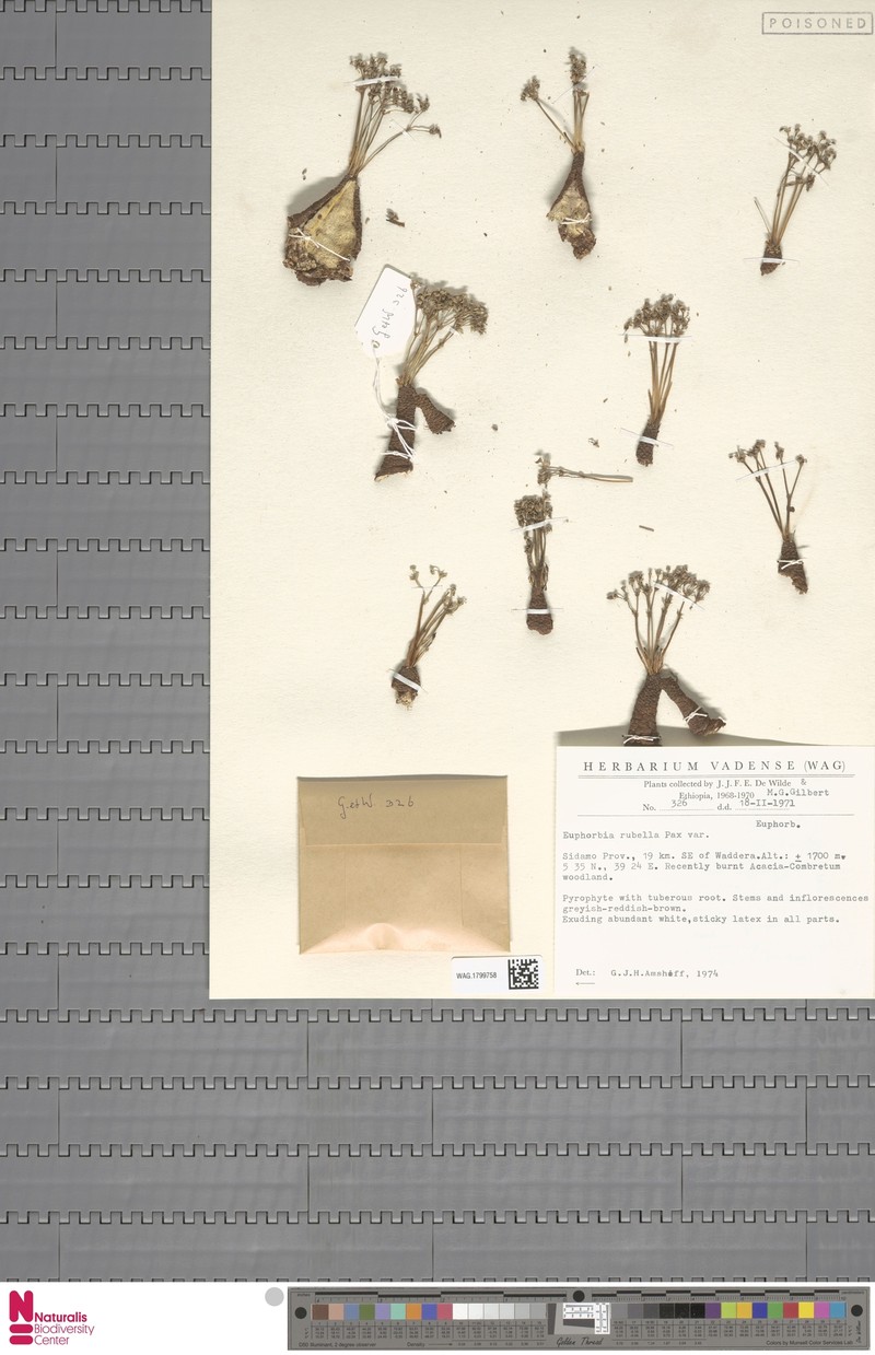 Euphorbia rubella photo 5