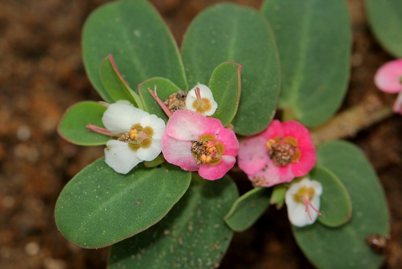 Euphorbia rubriflora photo 2