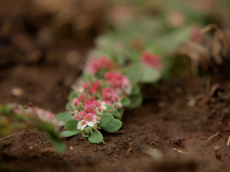 Euphorbia rubriflora photo 4