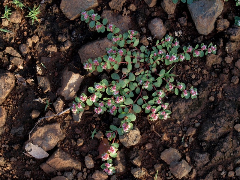 Euphorbia rubriflora photo 5