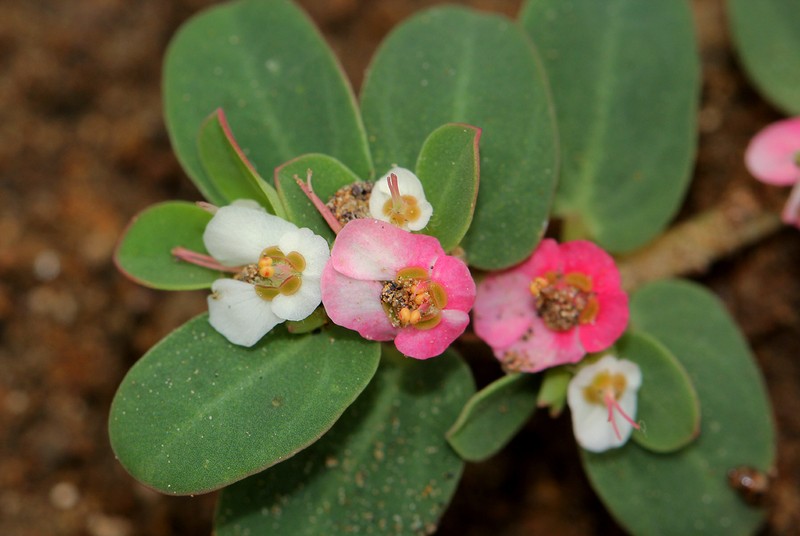 Euphorbia rubriflora photo 6