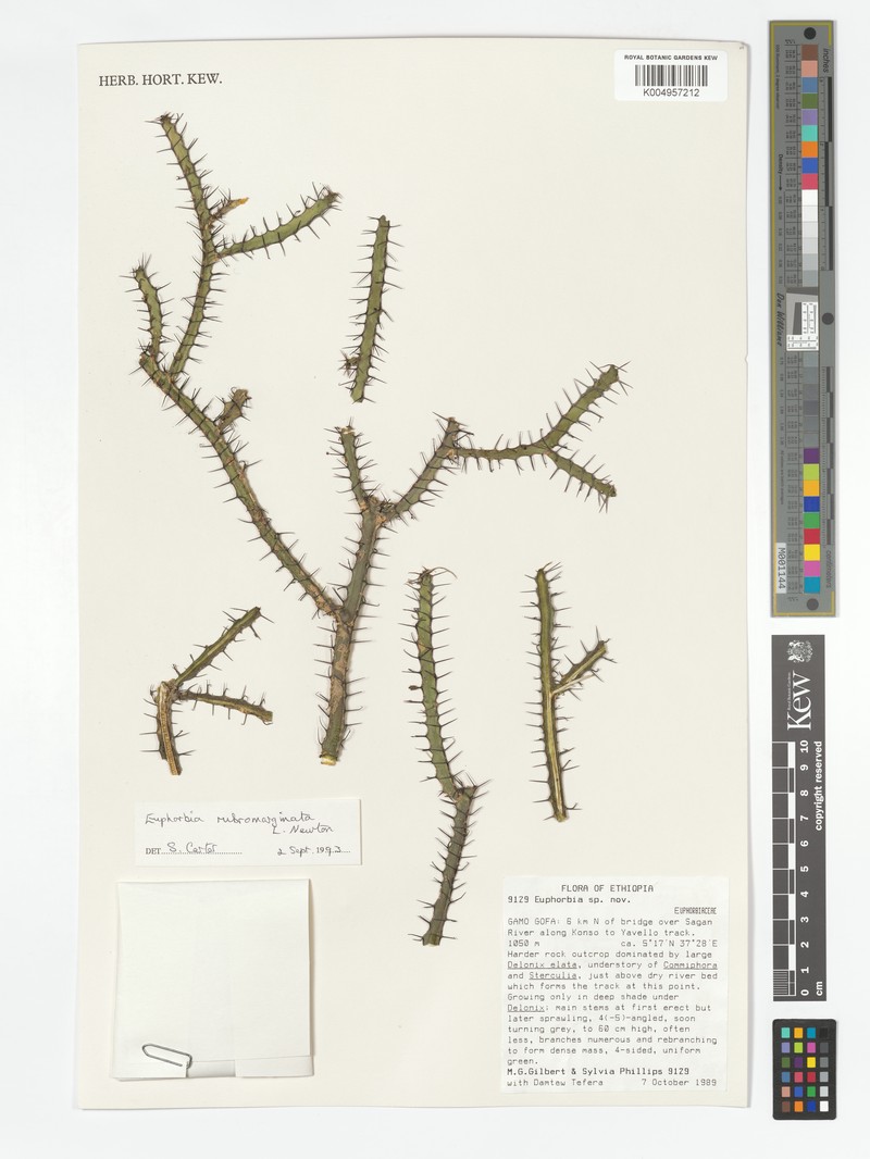 Euphorbia rubromarginata