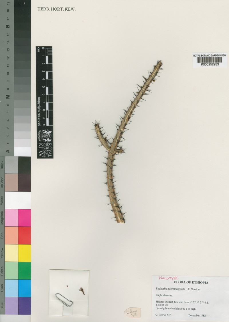 Euphorbia rubromarginata photo 2