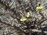 Euphorbia rubrostriata