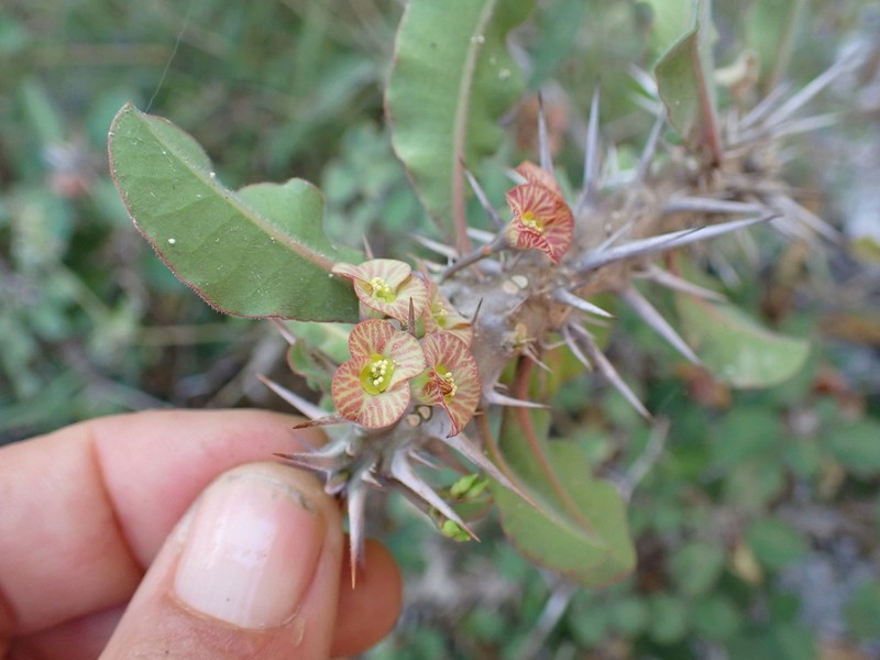 Euphorbia rubrostriata photo 2