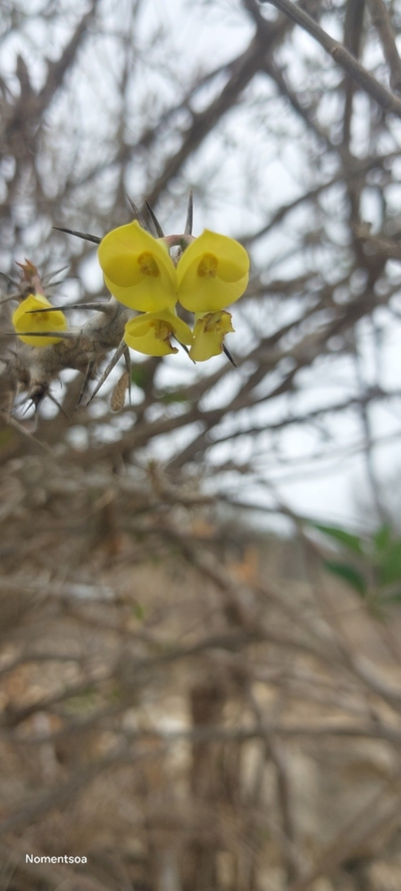 Euphorbia rubrostriata photo 3