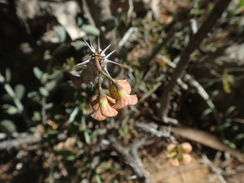 Euphorbia rubrostriata photo 4