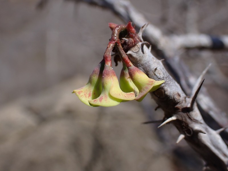 Euphorbia rubrostriata photo 5