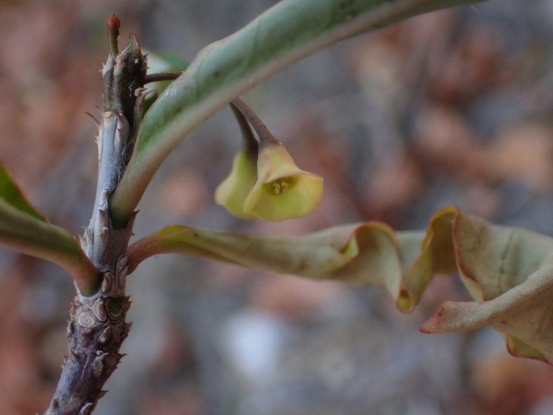 Euphorbia rubrostriata photo 6
