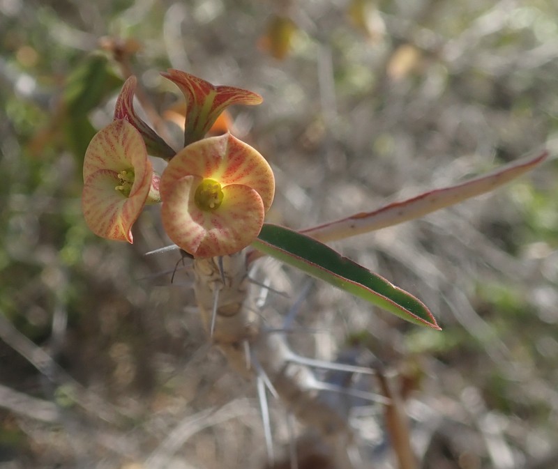 Euphorbia rubrostriata photo 7