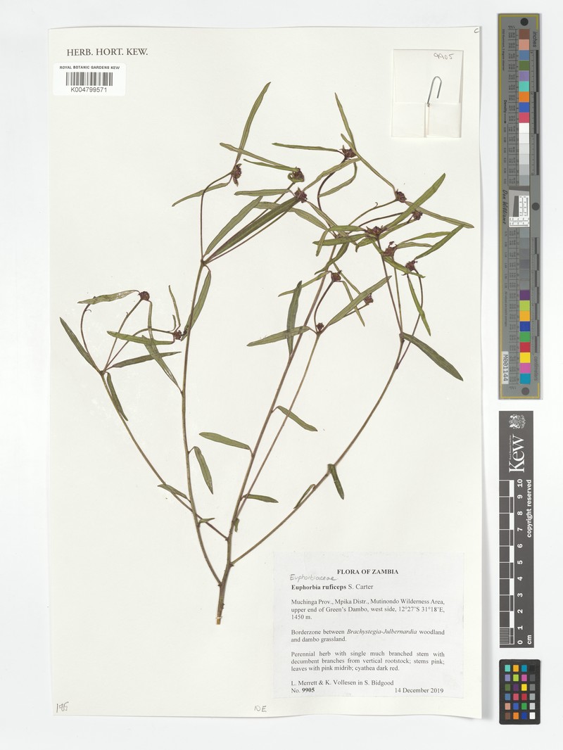 Euphorbia ruficeps
