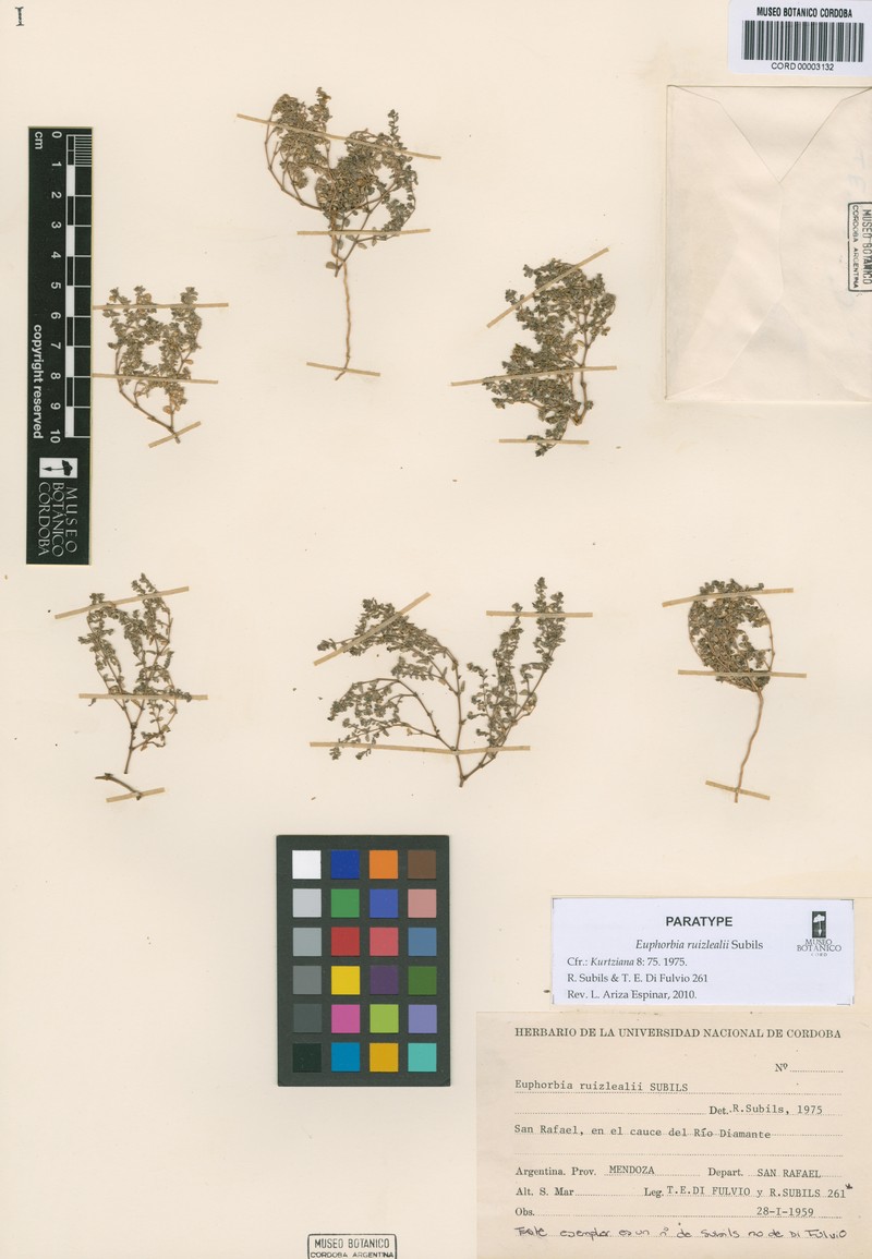Euphorbia ruizlealii