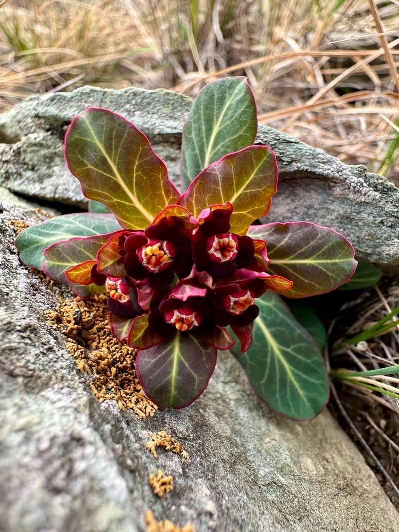 Euphorbia rupestris