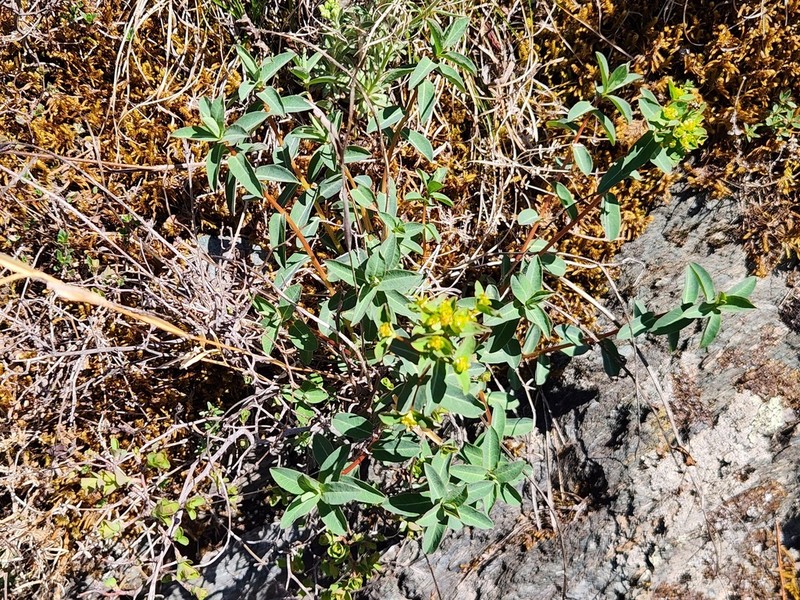 Euphorbia rupestris photo 2